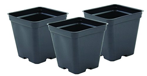 Square Greenhouse Pots 3.5 inch x 3.5 inch- Black - Plastic - Deep - 200 Pack by Growers Solution