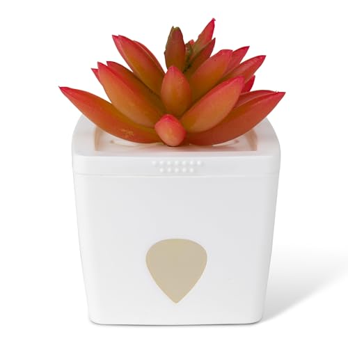 ZendoZones Fruit Fly Trap, Red Succulent, White, 6-Pack - size: 6-Pack
