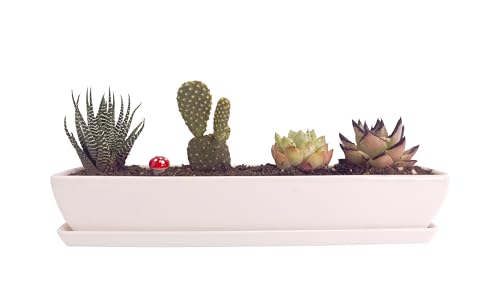Kipokalor Long Rectangular Modern Succulent Planter Pot, 2 Set of 11.1x2.36x1.77inch Minimalist White Ceramic Succulent Planter Pot with Ceramic Saucer for Office,Desk,Window.