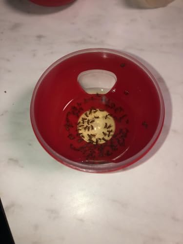 Rocky Mountain Goods Fruit Fly Traps Pack of 2 - Indoor/Outdoor Apple Shaped Traps - for Use Around Food - Lasts up to 90 Days - Safe and Quick Acting - Catch Monitor Window