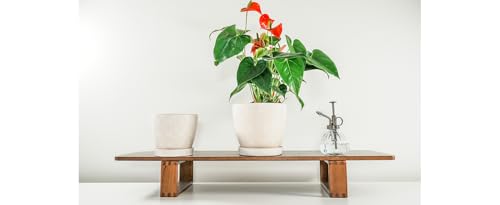Docrin Ceramic Plant Pots Indoor, 6.6 + 5.5 Inch Planters with Drainage Holes and Saucer for Home/Office - Set of 2 /White - color: Creamy-white