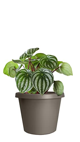 The HC Companies 10 Inch Round Prima Planter - Plastic Plant Pot with Rolled Rim for Indoor Outdoor Plants Flowers Herbs, Cappuccino (Pack of 2) - color: Cappuccino, size: 10" (Pack of 2), style: Pack of 1