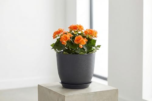 8 Inch Plant Pots Set of 4, Plastic Planters with Drainage Holes and Tray, Flower Pots for Indoor Outdoor Plants and Flowers (Black) - color: Black