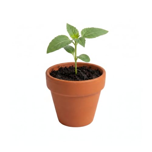 BUZZY Seeds Bright Series Grow Kit 12-Pack, Terracotta Pots, Assorted - color: 12pk Bright - Assorted