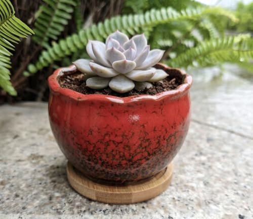 Cute 3.9 Inch Ceramic Home Garden Decoration Succulent Cactus Flower Pots Container -Plant Not Included,Red - color: Red