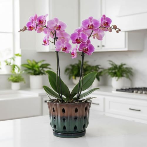 Ceramic Orchid Pot 6'' Orchid Planter (Brown Over Turquoise) - color: Brown Over Turquoise