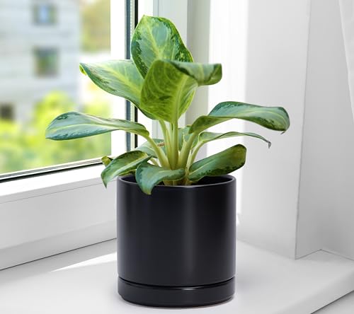 D'vine Dev 2-Pack Ceramic Pots with Saucers, Black, 6.5 in, 94-V-C-2 - color: Black, size: 6 Inch