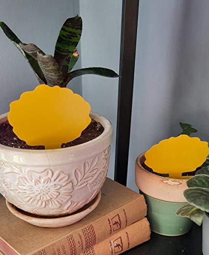 Garsum Fruit Fly Trap 18 Pcs Yellow Sticky Fungus Gnat Killer for Indoor and Outdoor Plant Insect Catcher for White Flies,Mosquitos,Fungus Gnats,Flying Insects - color: 18 PCS-Poplar
