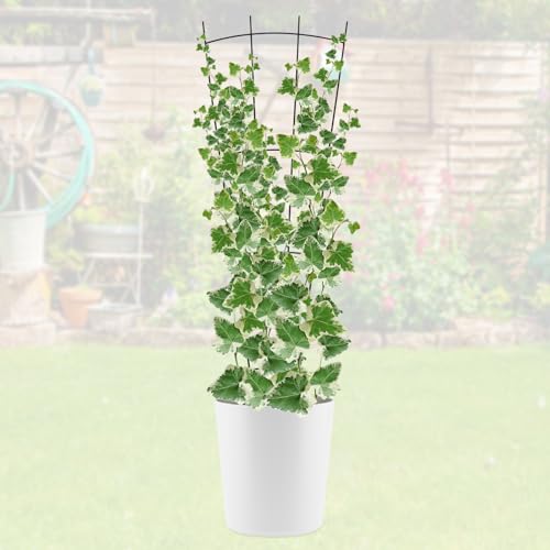 4 Pack 32'' Black Metal Plant Trellis Indoor/Outdoor, Fan Shape, Stainless Steel, Modern Style, Easy Assembly - size: 32'' Fan Shape