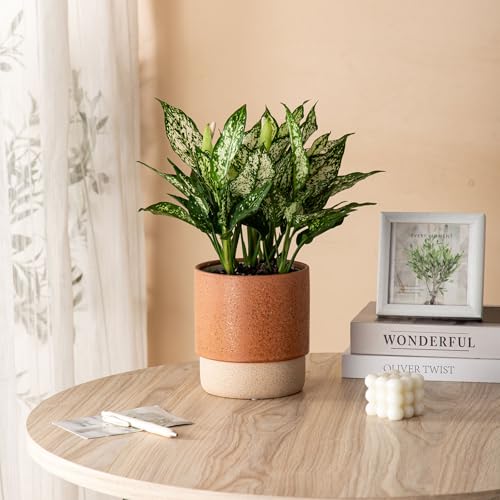 6 Inch Ceramic Self Watering Planter with Drainage Hole Terracotta - color: Terracotta, size: Small