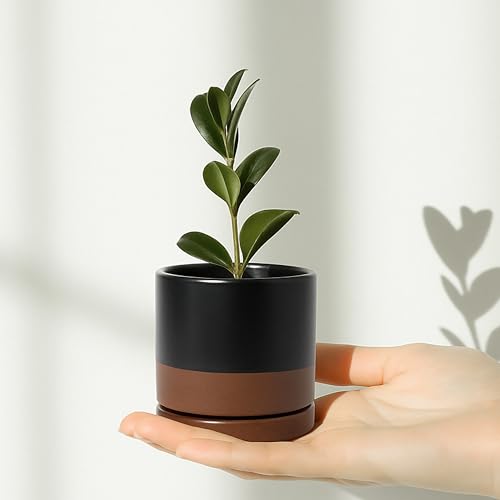 D'vine Dev 2-Pack Ceramic Pots with Saucers, Black/Tan, 3.5 in, 94-V-A-7 - color: Black/Speckled Tan, size: 3.5 Inch