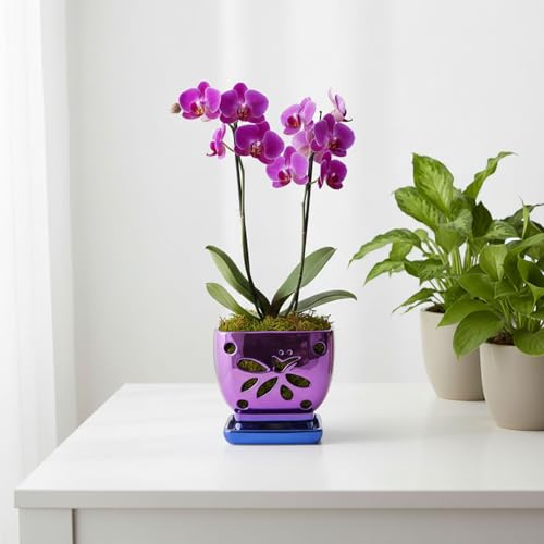 Orchid Pots with Holes Square Ceramic Orchid Planter Pots 5.5 inch (purple) - color: Purple