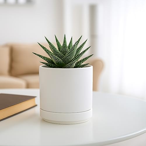 D'vine Dev 2-Pack Ceramic Pots with Saucers, White, 4.7 in, 94-V-B-1 - color: White, size: 4.7 Inch