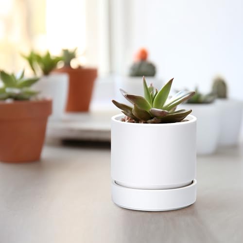 Phoenix Vine 4 Inch Planter Pot with Drainage Hole & Saucer, Deep Water Catch Tray, Straight Cylindrical Round Pot for Plants, Matte White, Pack of 1, 23-B-R-1 - color: Matte White, size: 4" (1 Pack)