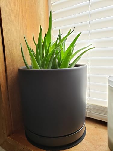 6 Inch Ceramic Saucer 2 Pack - Drainage Tray for Plant Pot (Matte Black) - color: Black, size: 6 Inch (2 Pack)