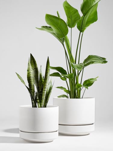 LE TAUCI Large 14 Inch Plant Pot with Saucer | Ceramic Outdoor & Indoor Big Planter Pot | Drainage Hole, Mesh Pad | Unglazed Porous | Modern Minimalist for Home and Patio – Chalk White - color: Chalk White, size: 14 Inch