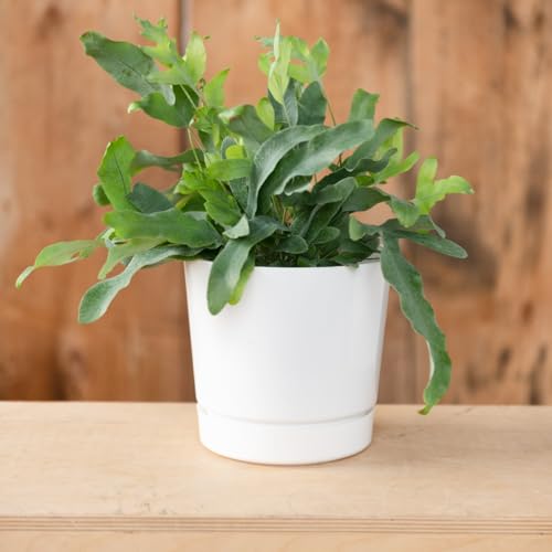 Novelty Majestic Full Depth Round Cylinder Pot, Glossy White, 8-Inch (10082) - color: White, size: 8 Inch