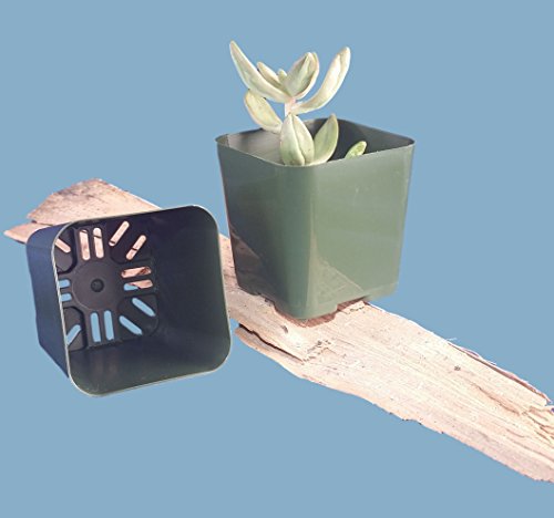 Pack of 2 Inch Plastic Flower Pots for Seedlings, or Succulents (100 Pots, Green) - color: Green, size: 100 Pots