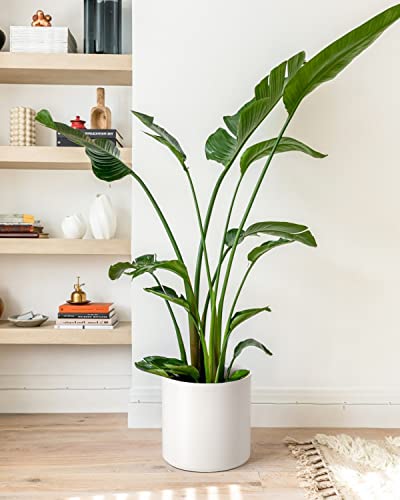 LE TAUCI 12 Inch Pot for Plants, Ceramic Indoor Planter, White - color: White