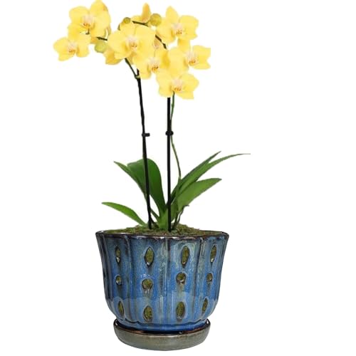 6 inch Round Ceramic Orchid Pot with Holes Orchid Planter (Dark Blue) - color: Dark Blue