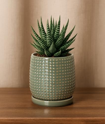 D'vine Dev Beaded Ceramic Pot with Saucer, 4 in, Olive, 27-C-Z-0 - color: Olive, size: 4.3 Inch