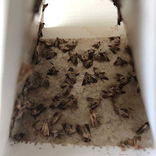 Pantry & Clothes Moth Traps | Dual Action Formula Captures More Types of Moths | Safe & Natural | 6 Pack | New & Improved 2020
