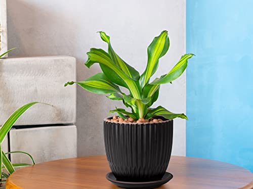 D'vine Dev 2-Pack Stoneware Planter Pots, 4.5/5.8 in, Black, 99-D-2 - color: Black