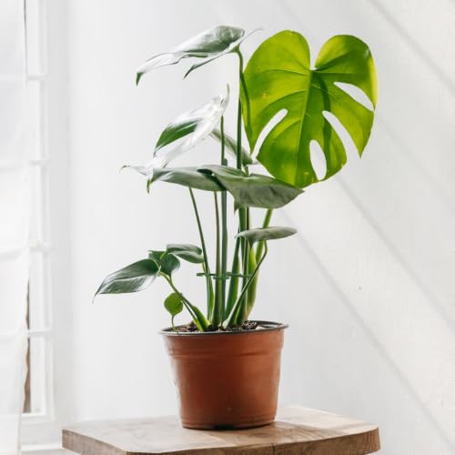 12 Inch Plant Support Stakes, with Adjustable Four Retaining Ring Green Plant Sticks Support Stakes for Indoor and Outdoor Plants,Flowers,Climbing(10Pcs) - color: Four Retaining Ring