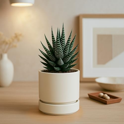 Phoenix Vine 4 Inch Planter Pot with Drainage Hole & Saucer, Deep Water Catch Tray, Straight Cylindrical Round Pot for Plants, Oatmeal, Pack of 4, 23-E-R-4 - color: Oatmeal, size: 4" (4 Pack)