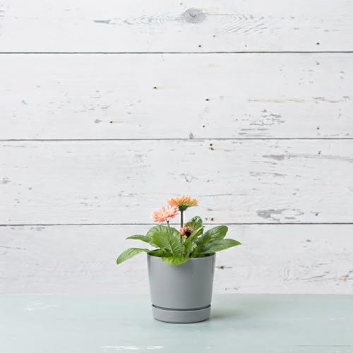 Root & Vessel Majestic Full Depth Round Cylinder Pot, Glossy Gray, 6-Inch (10060) - color: Gray, size: 6 Inch