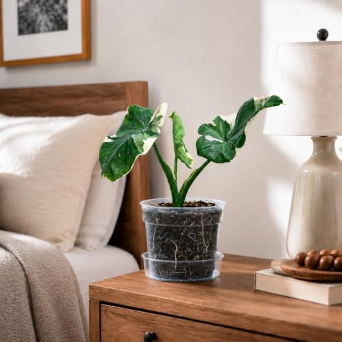 6 Inch Clear Plastic Plant Pot with Drainage Holes, Interlocking & Detachable Tray - Deep Saucer - Durable BPA-Free Plastic, Transparent Design, Raised Base for Airflow, Set of 6, 92-X-A-4 - size: 6" x 4.3"
