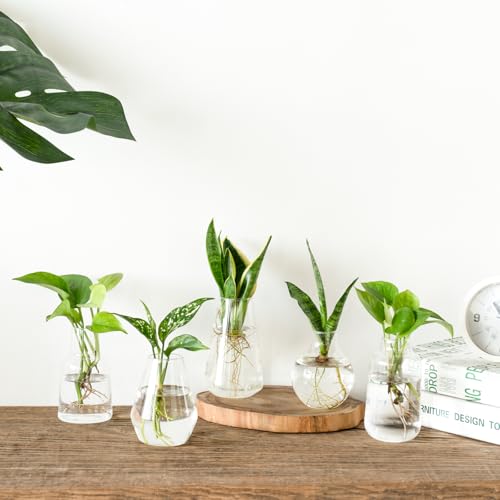 Mkono Propagation Vases 5 Glass Jars Station for Hydroponic Plants, Clear - color: Clear
