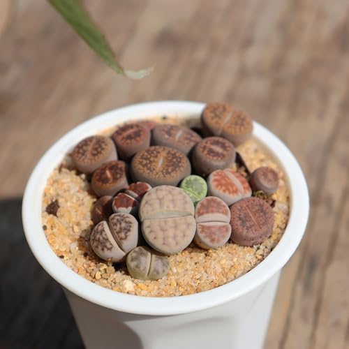 17 PCS 3.55" Plastic Deep Nursery and Seedling Pots, Transplant Seed Starter Planter, White - color: White, size: 3.55 inch