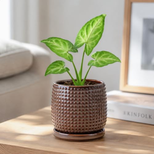 D'vine Dev Beaded Ceramic Pot with Saucer, 4 in, Stone Taupe, 27-C-Z-L - color: Stone Taupe, size: 4.3 Inch