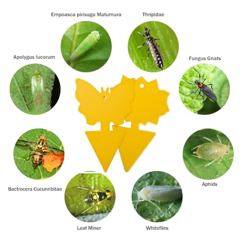 96 Pack Fruit Fly Sticky Trap - Gnats Insect Traps for Indoor Outdoor, Yellow Double-Sided Sticky Insect Catchers Fungus, Fruit Flies, Whiteflies, Aphids, Leaf Miners - size: 96P