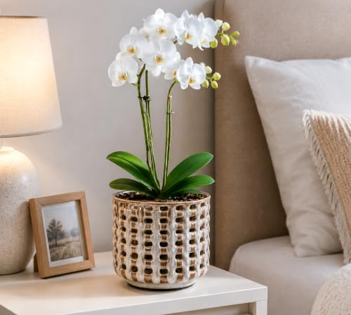 D'vine Dev 6.7 Inch Ceramic Orchid Planter with Lattice Cutout Design, Glazed Cachepot with Clear Nursery Pot & Detachable Saucer for Orchids and Indoor Plants, Stone Taupe, 28-A-Y-7 - color: Stone Taupe, size: 6.7"