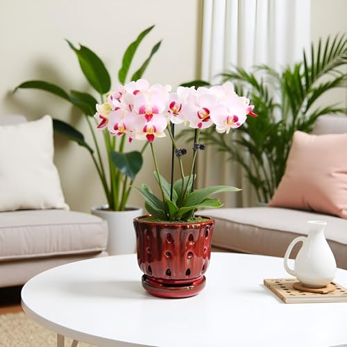 Ceramic Orchid Pot with Drainage Hole 6'' Orchid Planter (Red) - color: Red