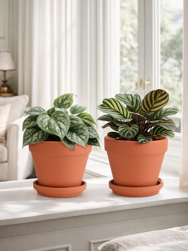 INGOFIN Terracotta Pots Set with Saucer - 2-Pack Ceramic Clay Planters with Drainage Hole, Garden Flower Succulent Pots with Tray for Indoor Outdoor Plants, 8 inch, Set of 2 - size: 8/8 inch -2 pcs