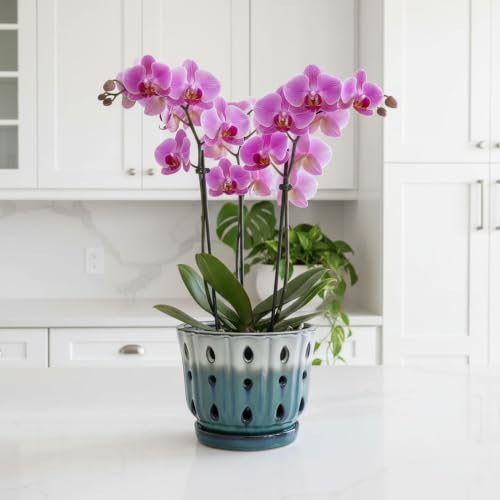Ceramic Orchid Pot with Holes 6'' Orchid Planter (cream over turquoise) - color: Cream Over Turquoise