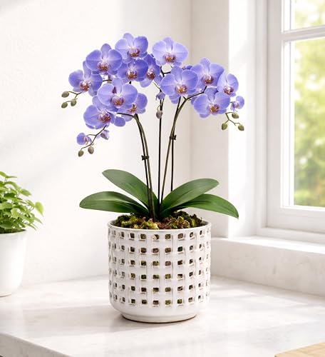 D'vine Dev Orchid Pot, Clear Pot & Saucer, Smoked White, 6.7 in, 28-A-Y-1 - color: Smoked White, size: 6.7"