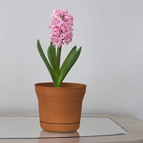 Bloem SP0746 Saturn Planter w/Saucer 7" Terra Cotta, 7" - color: Terra Cotta, size: 7"