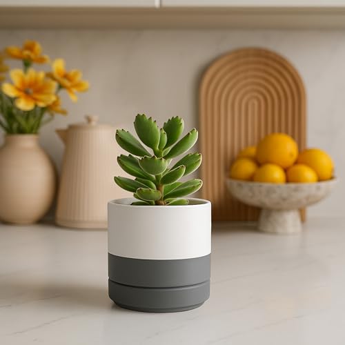D'vine Dev 2-Pack Ceramic Pots with Saucers, White/Grey, 4.7 in, 94-V-B-6 - color: White/Speckled Grey, size: 4.7 Inch