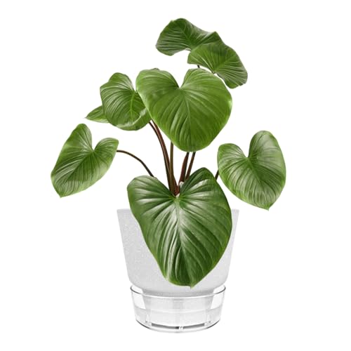 2024 Upgraded 5 Pack 6-Inch Self-Watering Planter Pots with Deep Reservoir for Indoor and Outdoor Plants with Planting Tools (Frosted White) - color: Frosted White