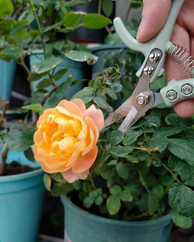 Fondwell 6" Small Pruning Shears Garden Scissors for Indoor Plants Trimming