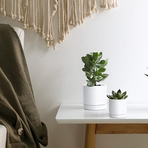 D'vine Dev 2-Pack Ceramic Pots & Saucers, White, 3.5/4.7 in, 94-G-XS-1 - color: White, size: X-Small