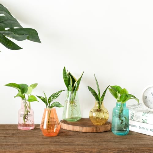 Mkono Propagation Vases 5 Glass Jars Station for Hydroponic Plants,Color - color: Colorful