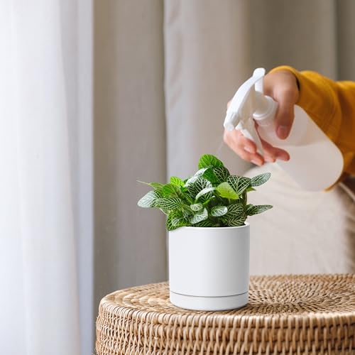 D'vine Dev 2-Pack Ceramic Pots with Saucers, White, 3.5 in, 94-V-A-1 - color: White, size: 3.5 Inch