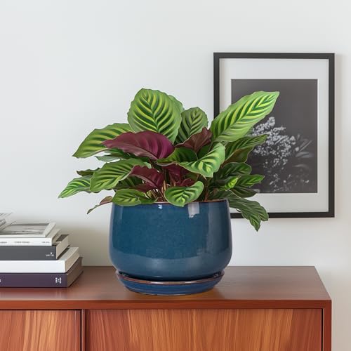 G EPGardening Ceramic Planter 6 Inch - Round Modern Ceramic Pot for Plants with Drainage and Plant Tray Indoor for Flower, Apartment Decor, Housewarming Gifts New Home, Retro Blue - color: Retro Blue, size: 5 Inch