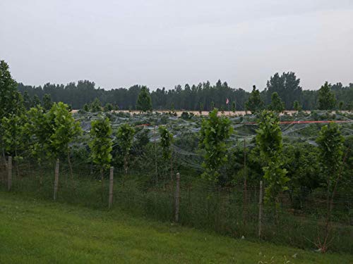 Anti-Aging Orchard Anti-Hail Netting Vegetable Garden Hail Protect Netting,16.3x75ft - size: 16.3x75ft