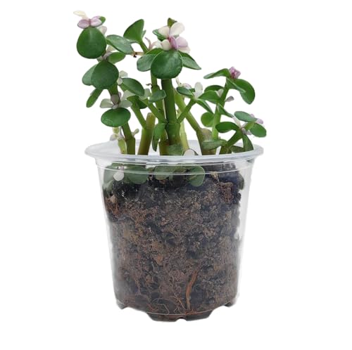 MIP Ceramic Planter Plant Pot with Plastic Liner Gift Buffalo (White) - color: White
